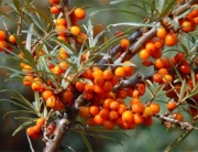sea buckthorn Hippox
