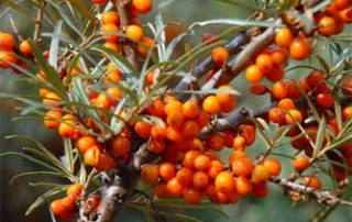 sea buckthorn Hippox