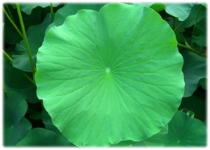 ใบบัว Folium Nelumbinis