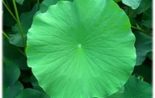 ใบบัว Folium Nelumbinis