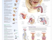 หย่อนสมรรถาพทางเพศ