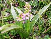 Gymnadenia กล้วยไม้ Hippox