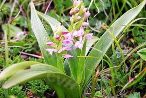 Gymnadenia กล้วยไม้ Hippox