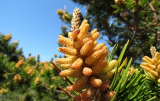 Pine Pollen เกสรสน