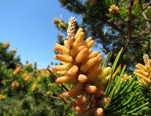 Pinus massoniann (Pine Pollen) เกสรสน