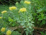 Rhodiola rosea HIPPOX