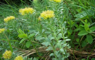 Rhodiola rosea HIPPOX